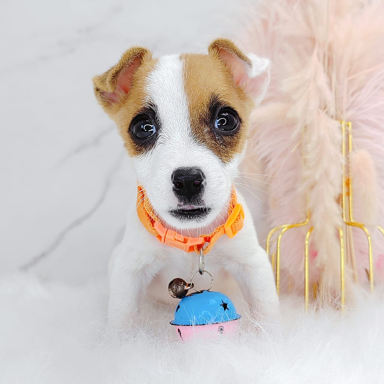 Jack Russell Terrier 杰克罗素梗