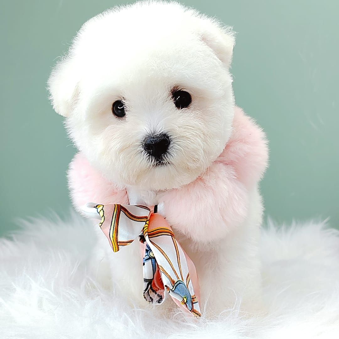 Bichon 比熊