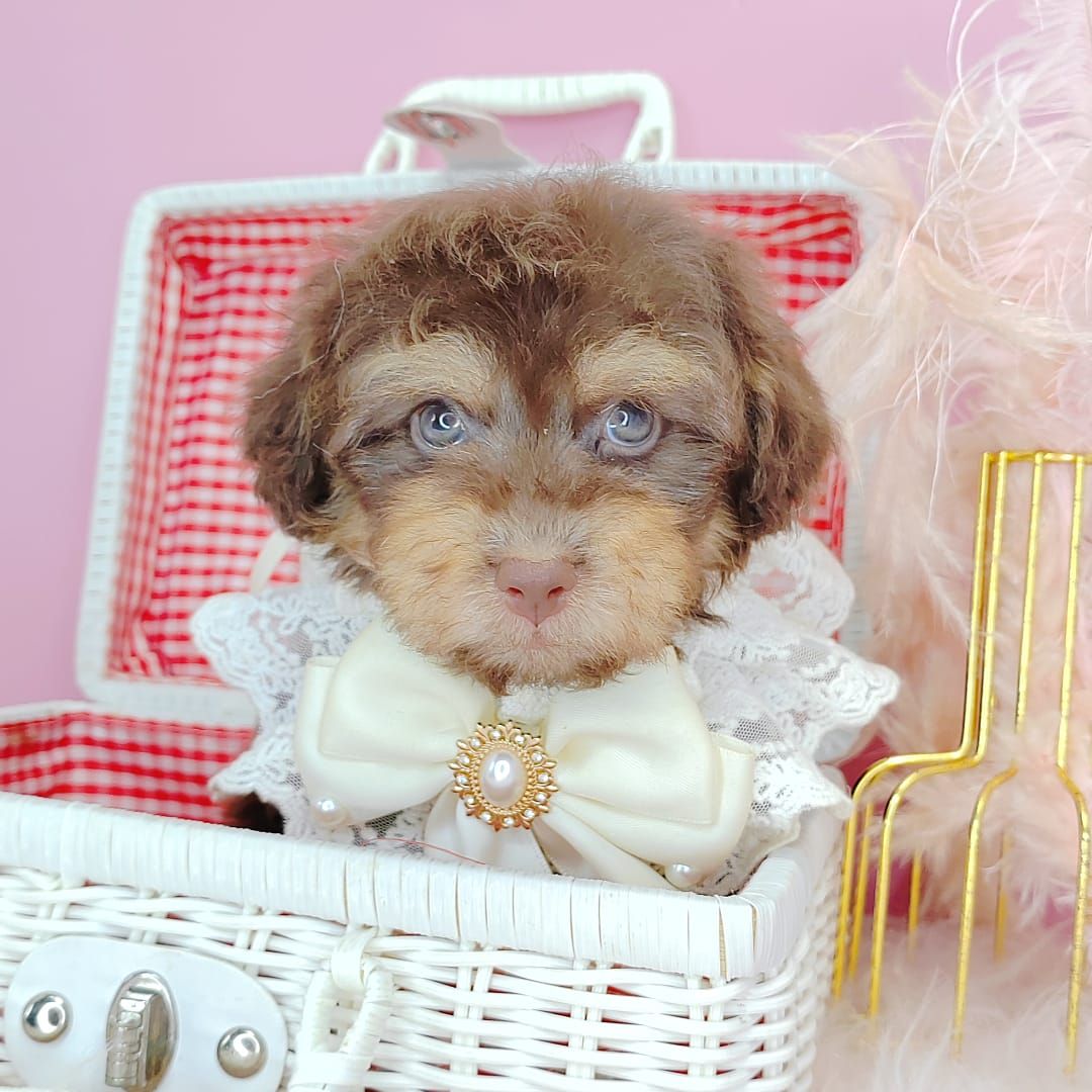 Poodle 娉拌开璐靛