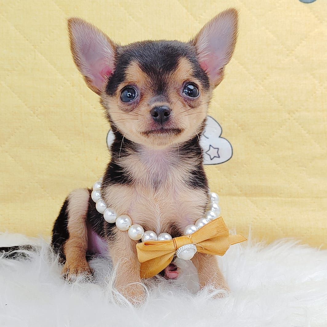 Chihuahua 吉娃娃