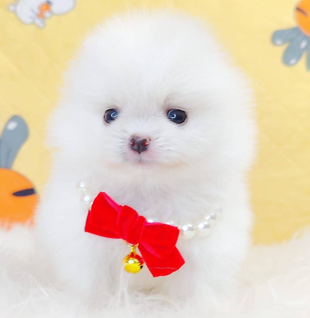 Pomeranian 博美