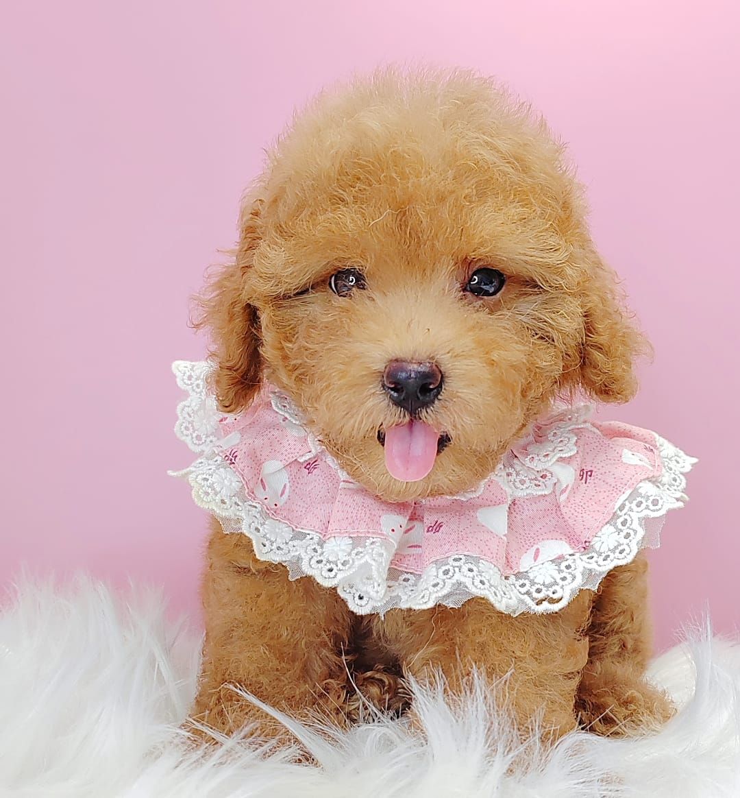Poodle 娉拌开璐靛