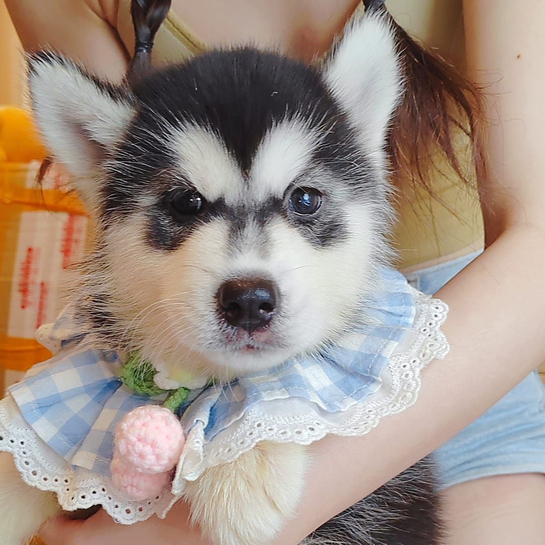 Wooly Husky 哈士奇