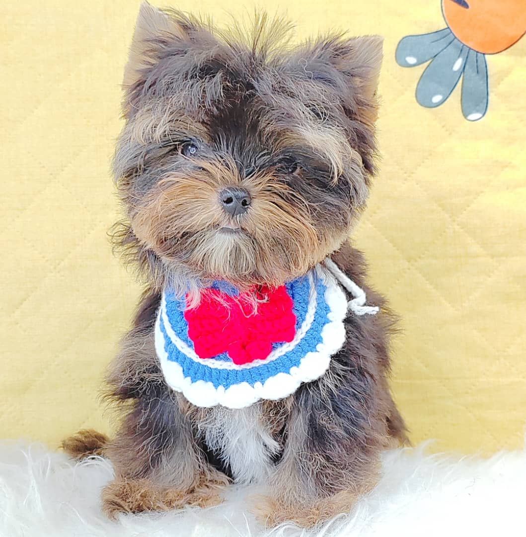 Yorkshire Terrier 约克夏