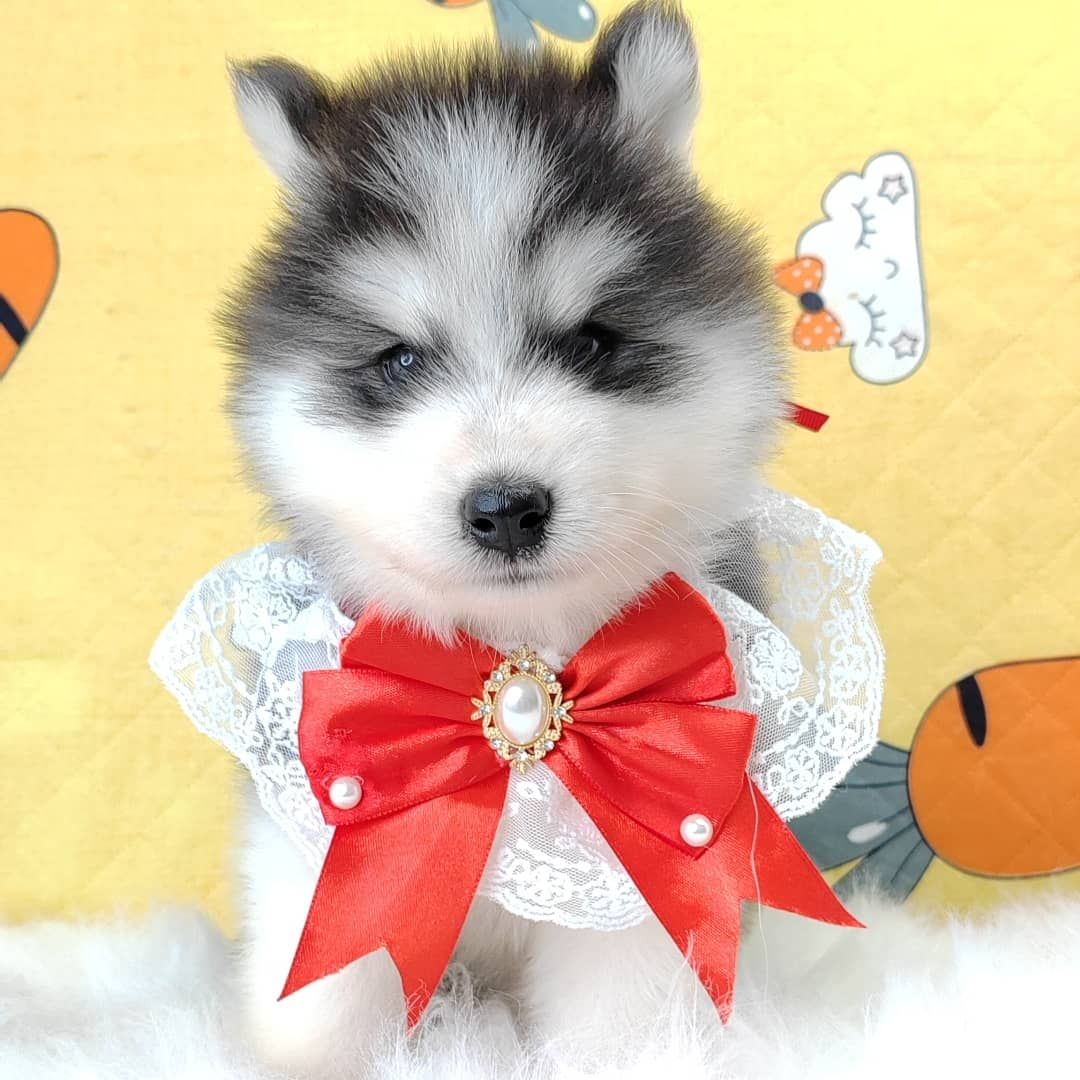 Wooly Husky 哈士奇