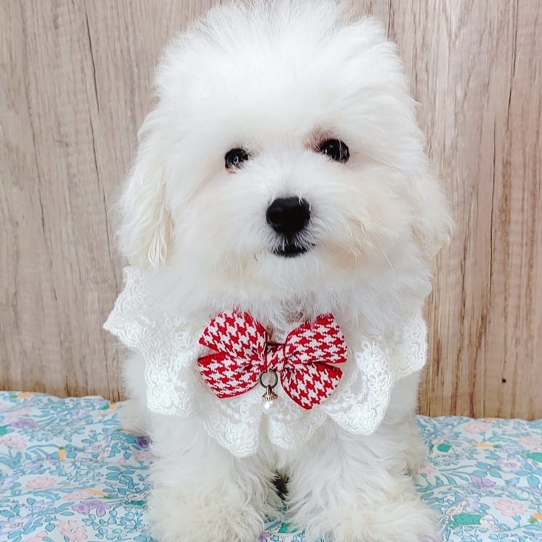 Poodle 娉拌开璐靛