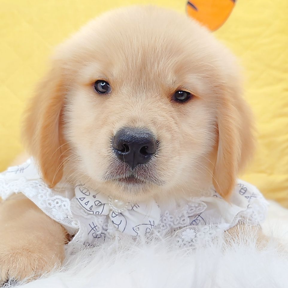 Golden Retriever 黄金猎犬