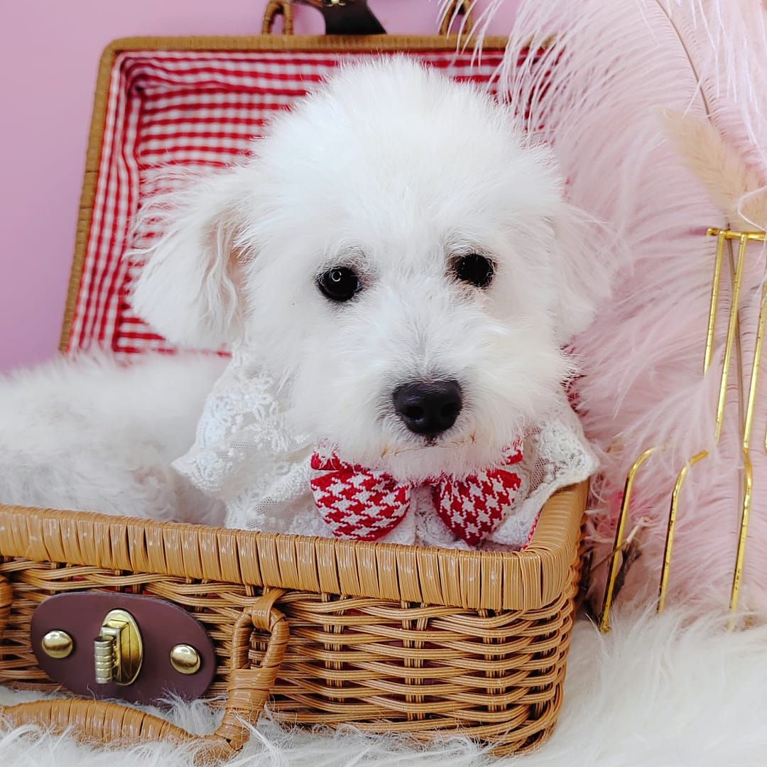 Poodle 娉拌开璐靛