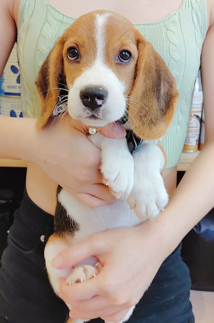Beagle 米格鲁