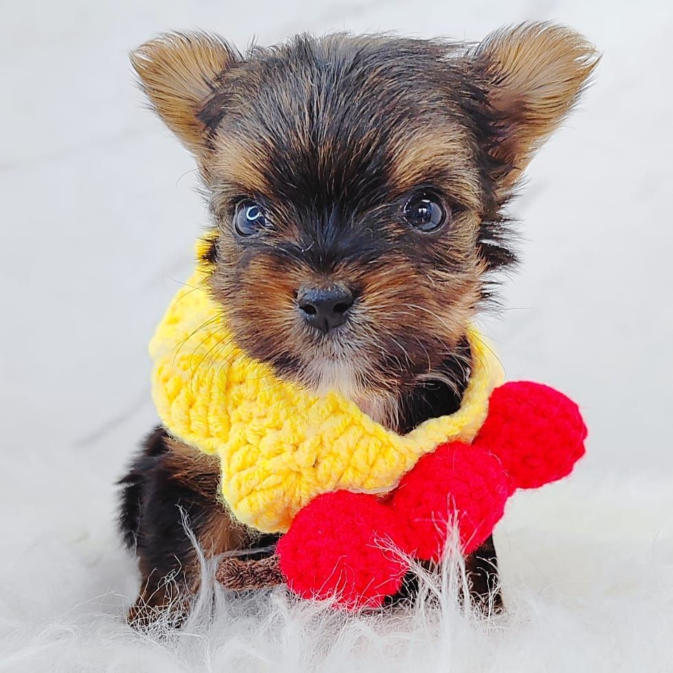 Yorkshire Terrier 约克夏