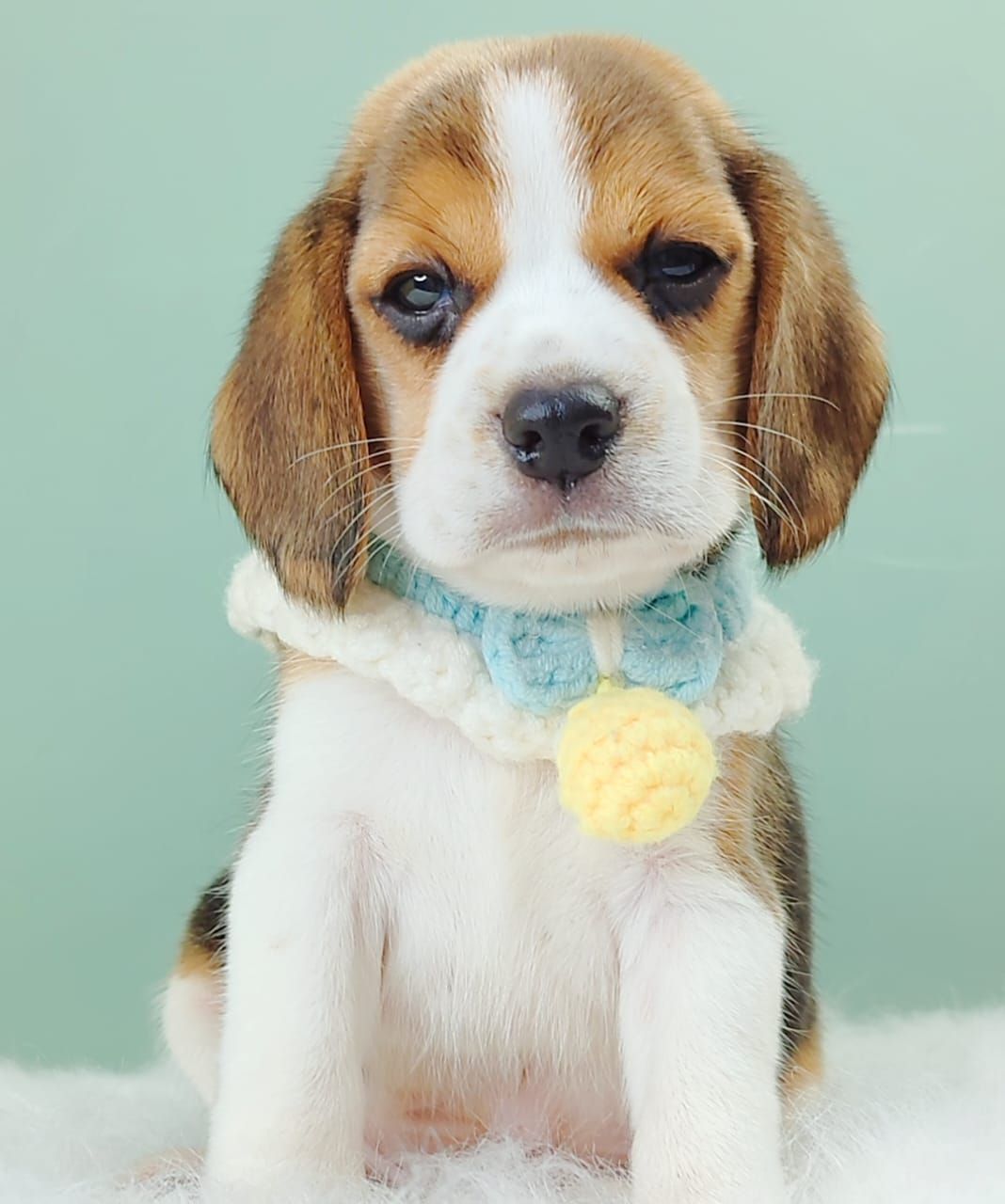 Beagle 米格鲁