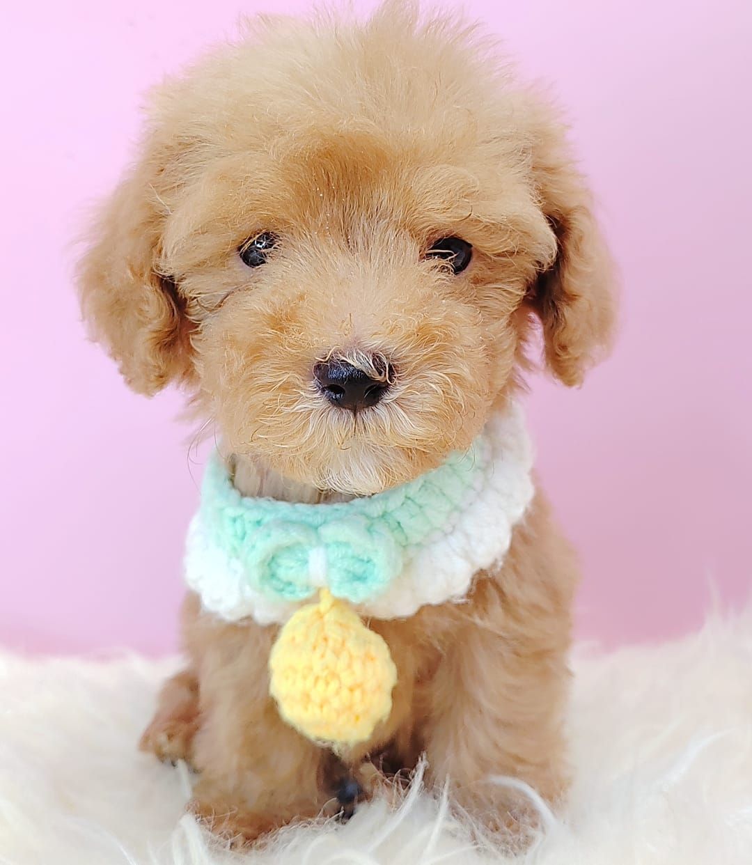  Poodle 娉拌开璐靛