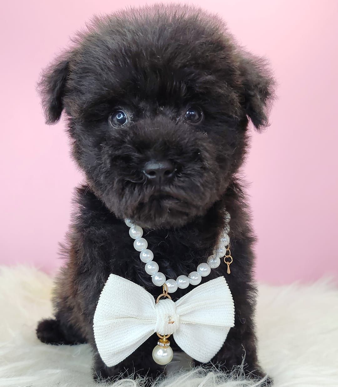 Poodle 娉拌开璐靛