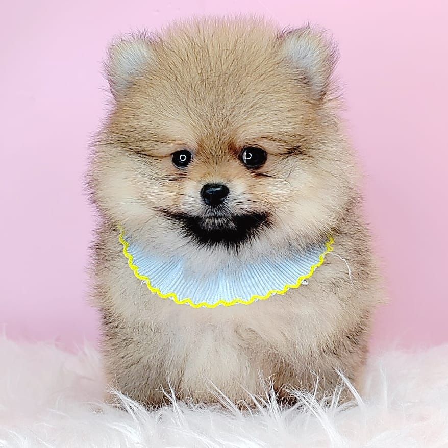 Pomeranian 博美