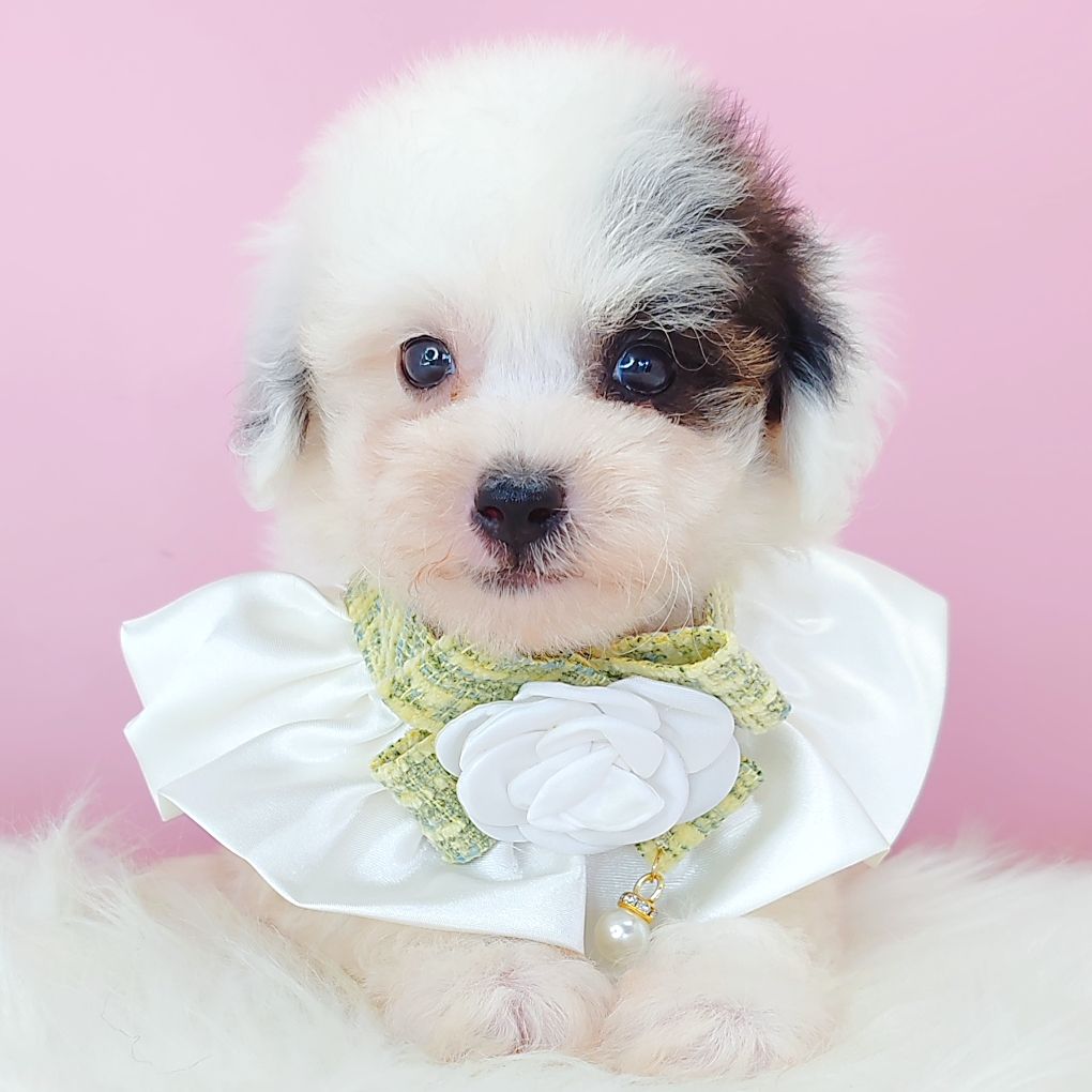 Poodle 娉拌开璐靛
