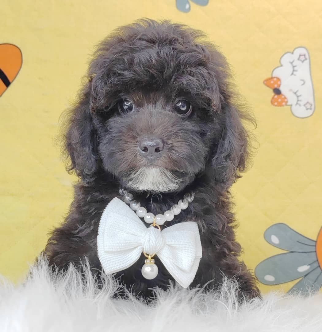 Poodle 娉拌开璐靛