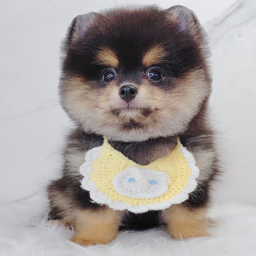 Pomeranian 博美
