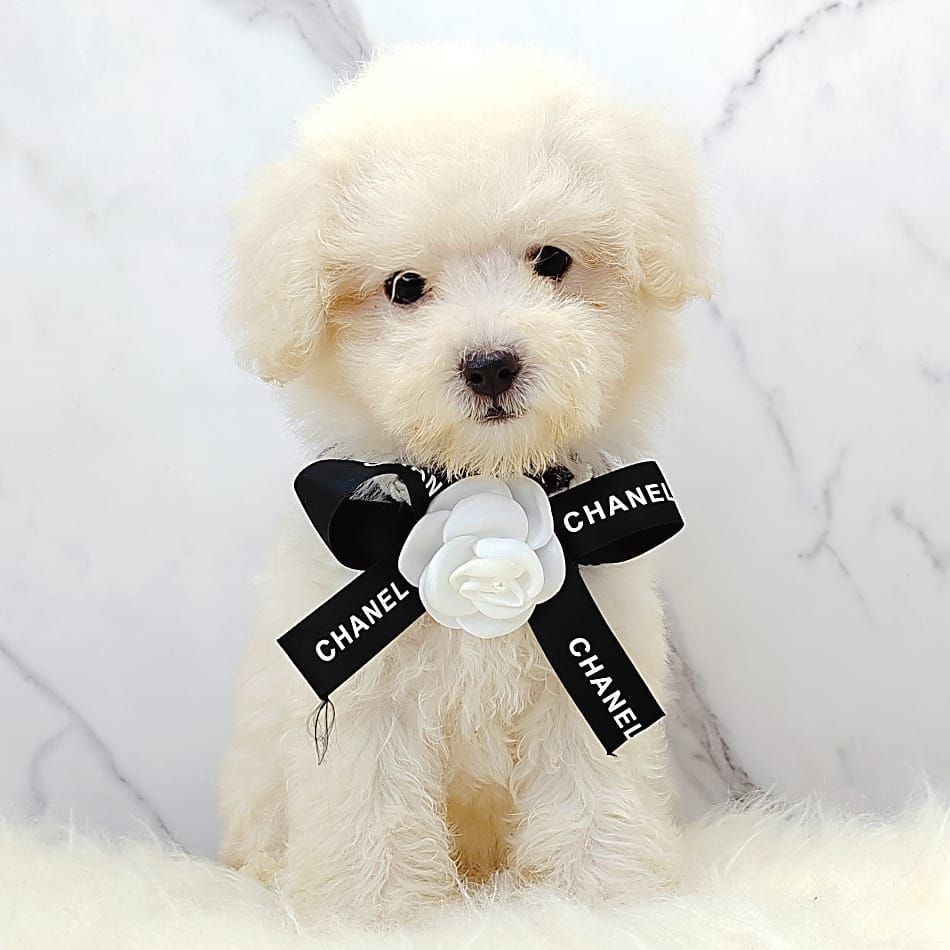 Poodle 娉拌开璐靛