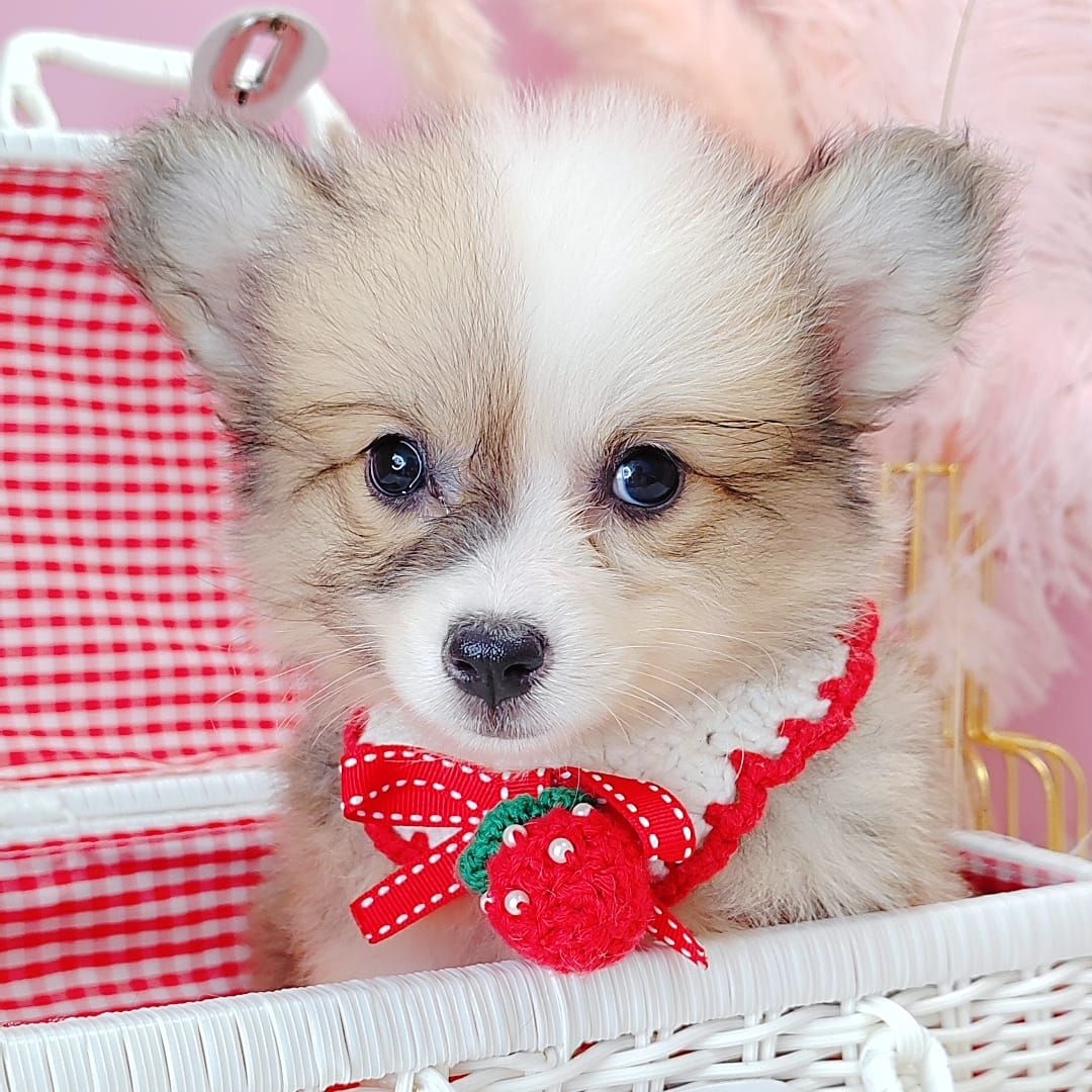Welsh Corgi 柯基