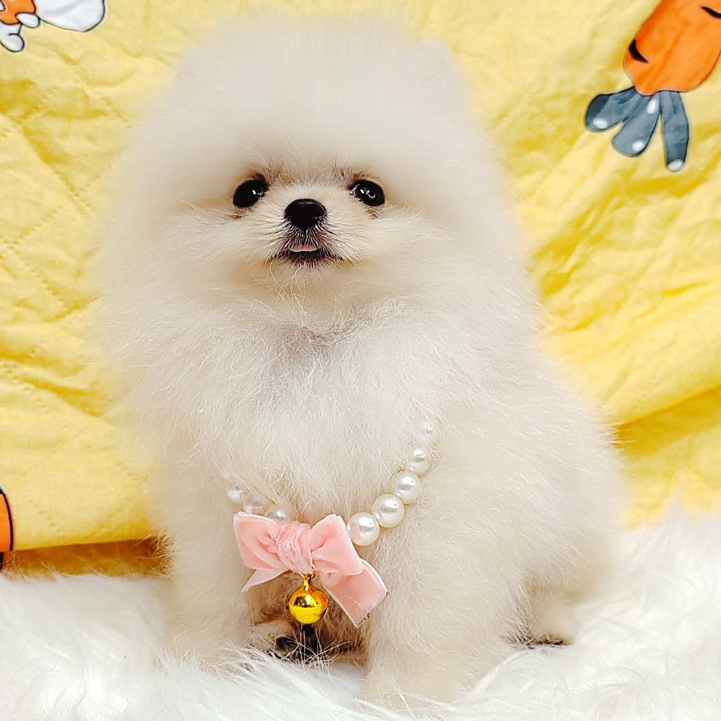 Pomeranian 博美