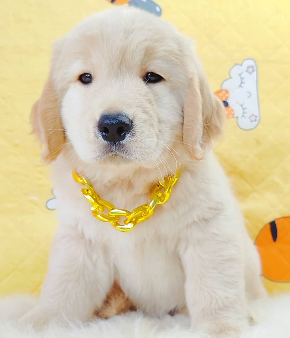 Golden Retriever 黄金猎犬