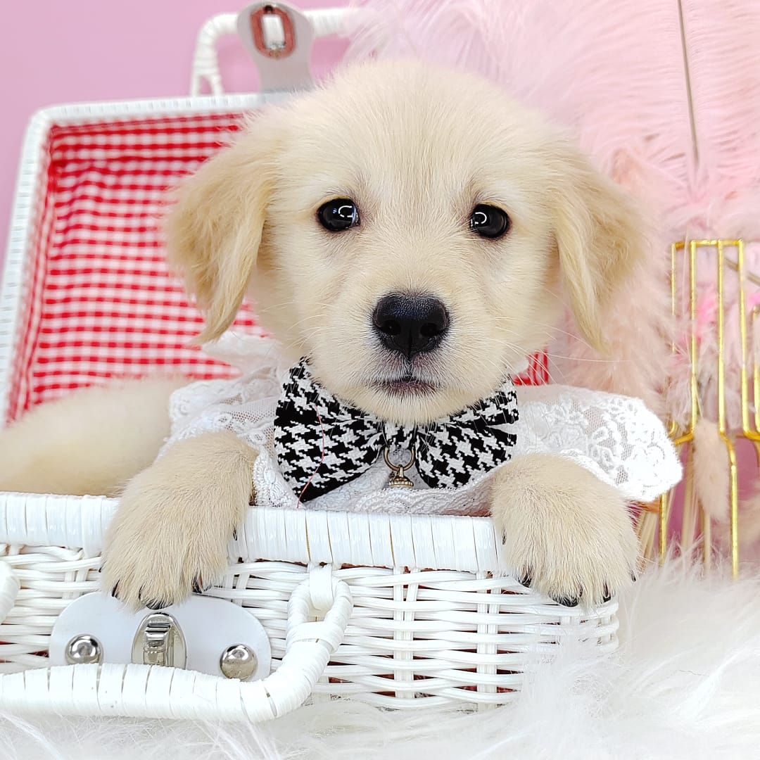 Golden Retriever 黄金猎犬