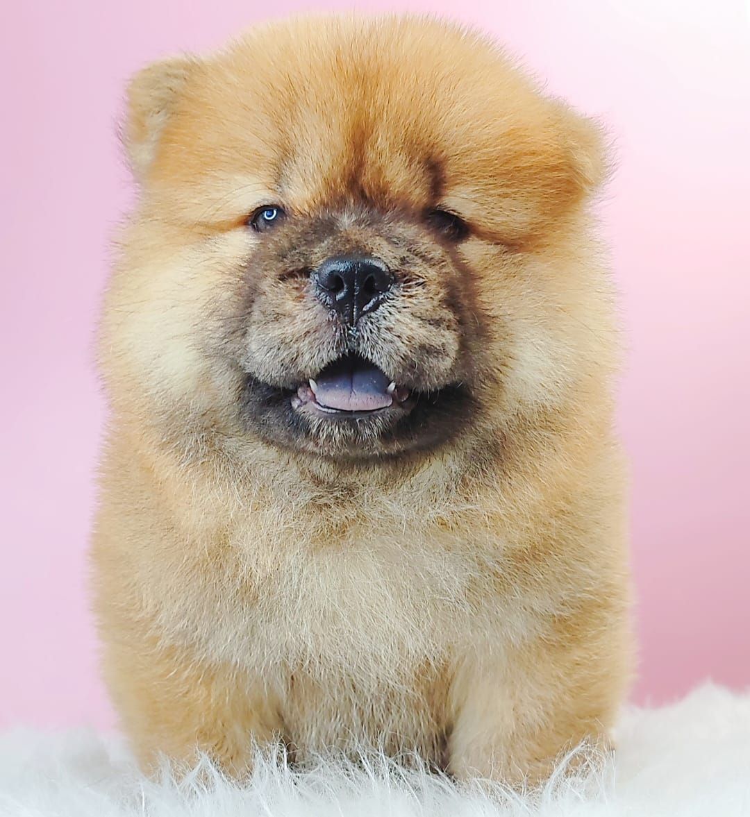 Chow Chow 松狮犬