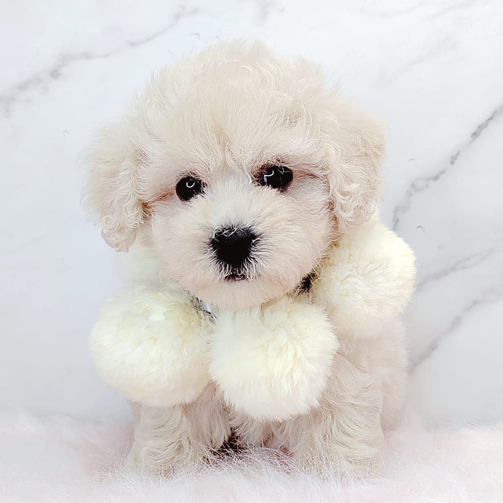 Poodle 娉拌开璐靛