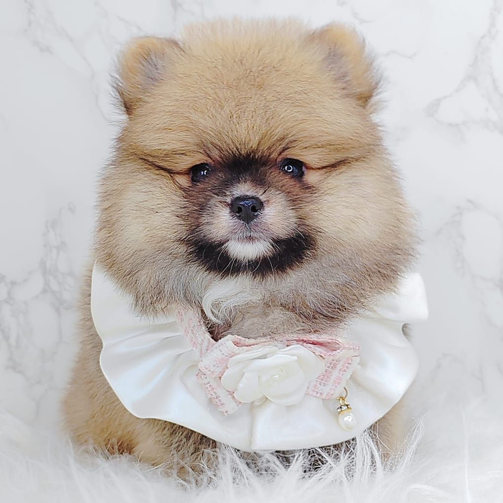 Pomeranian 博美