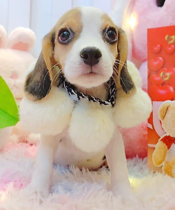 Beagle 米格鲁