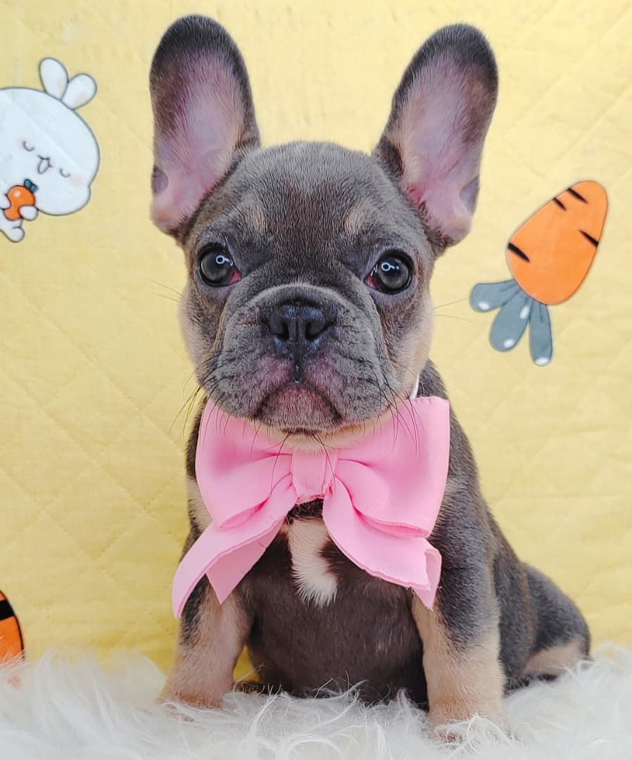 French Bulldog 法斗