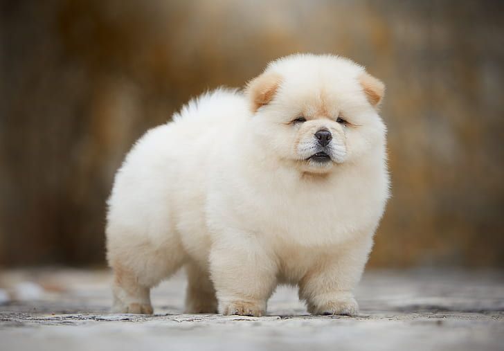 Chow Chow 松狮犬