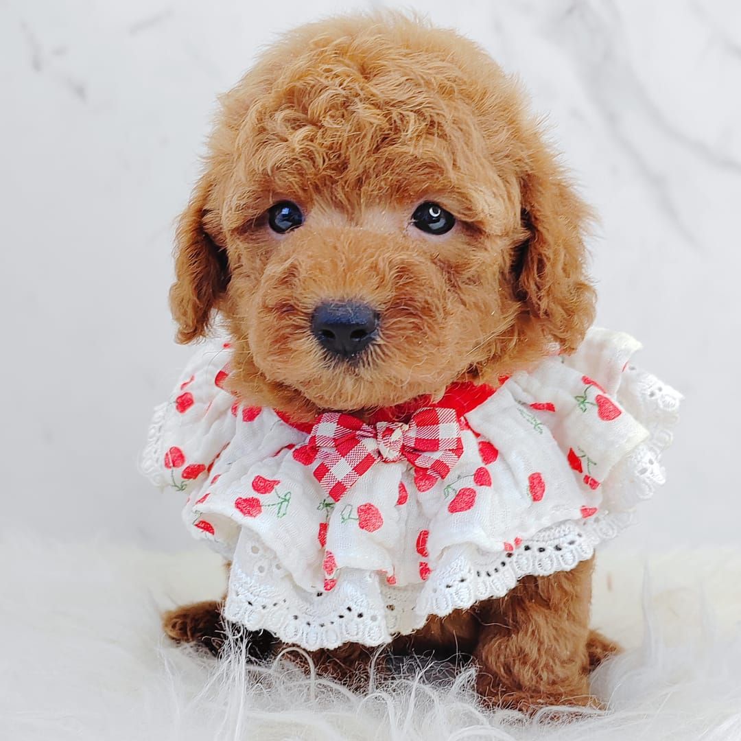 Poodle 娉拌开璐靛