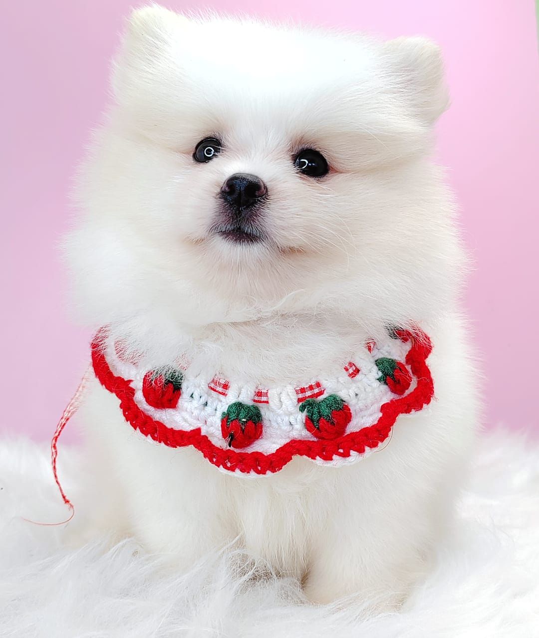 Pomeranian 博美