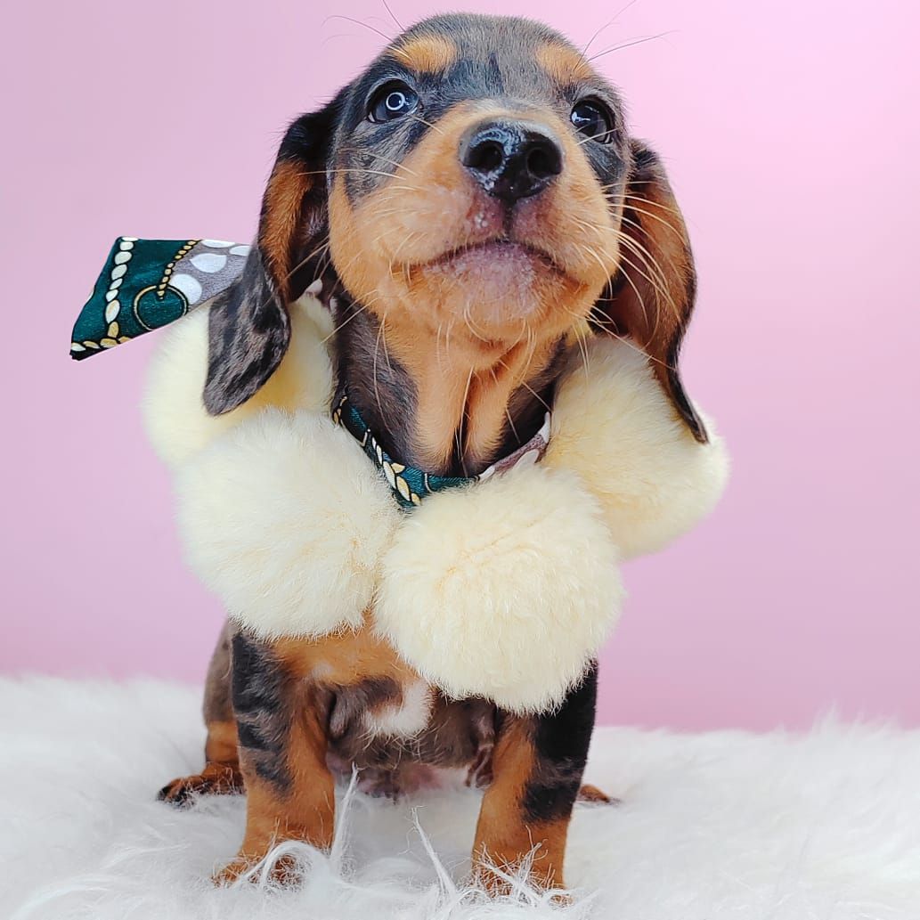 Dachshund 腊肠狗