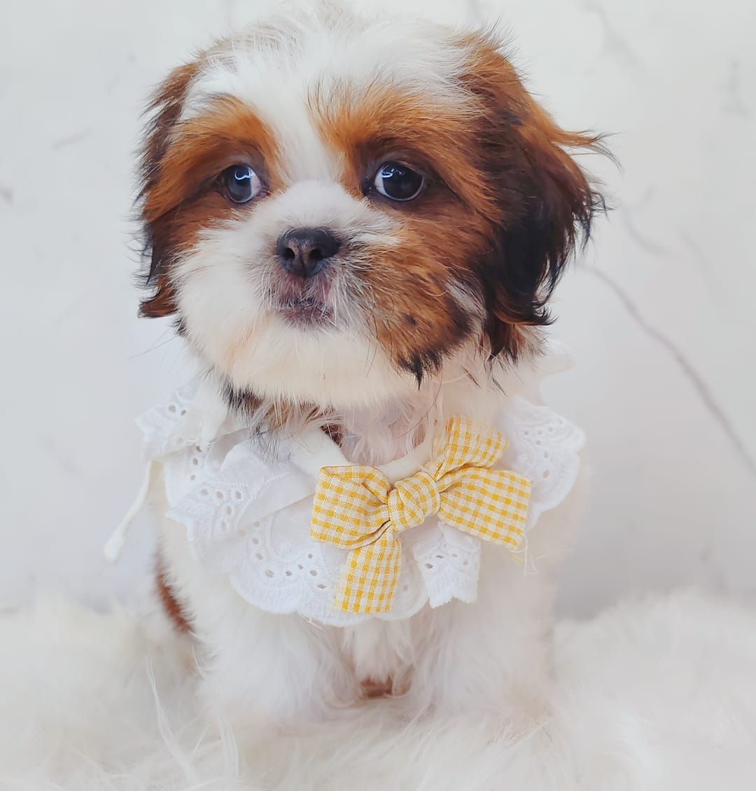 Shih Tzu 西施