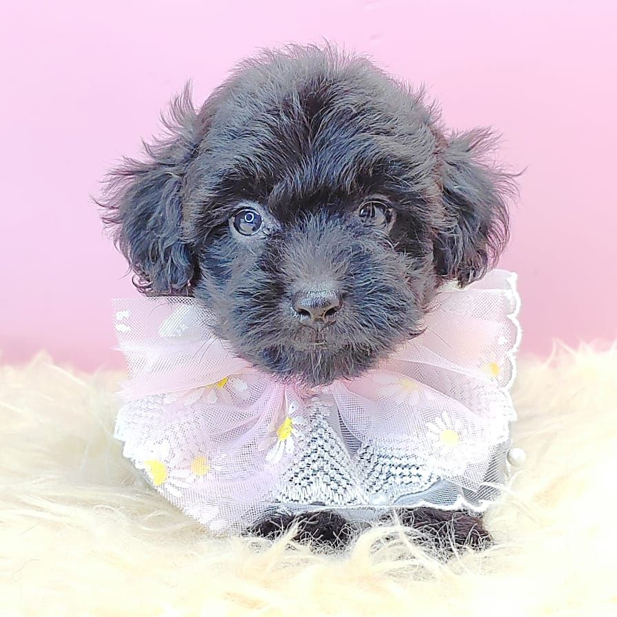 Poodle 娉拌开璐靛