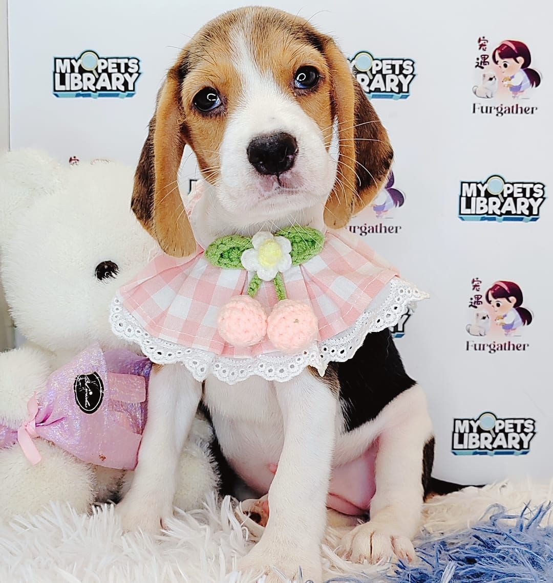 Beagle 米格鲁