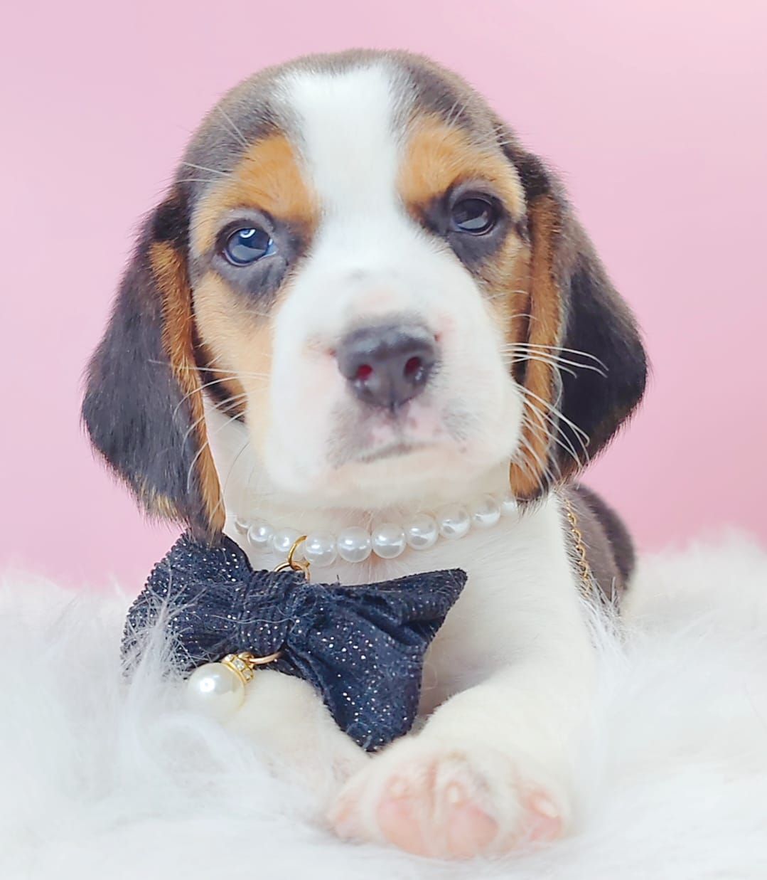 Beagle 米格鲁