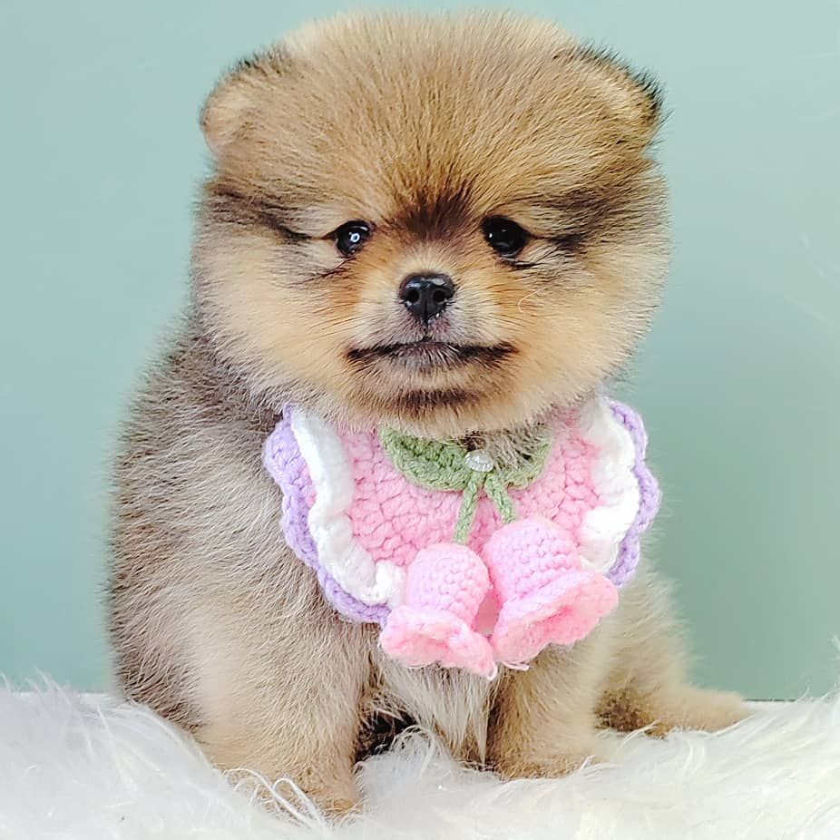 Pomeranian 博美