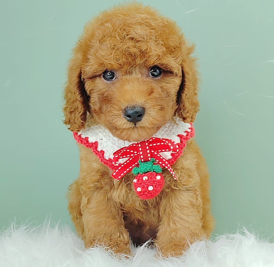 Poodle 娉拌开璐靛
