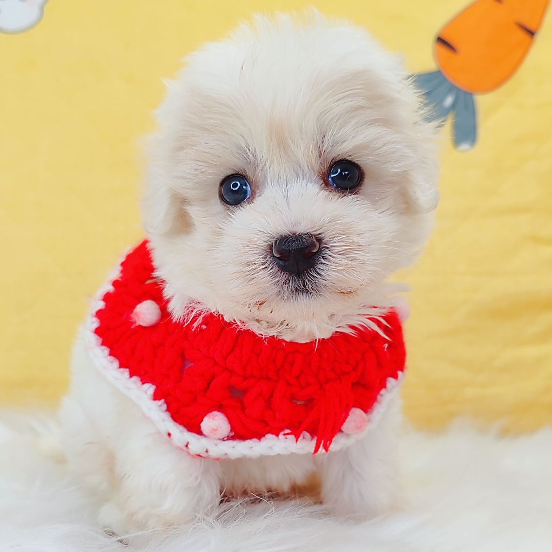 Maltipoo 马尔泰迪
