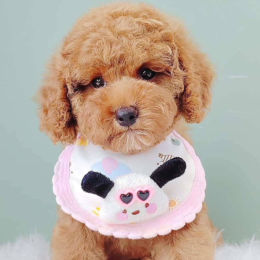 Poodle 娉拌开璐靛