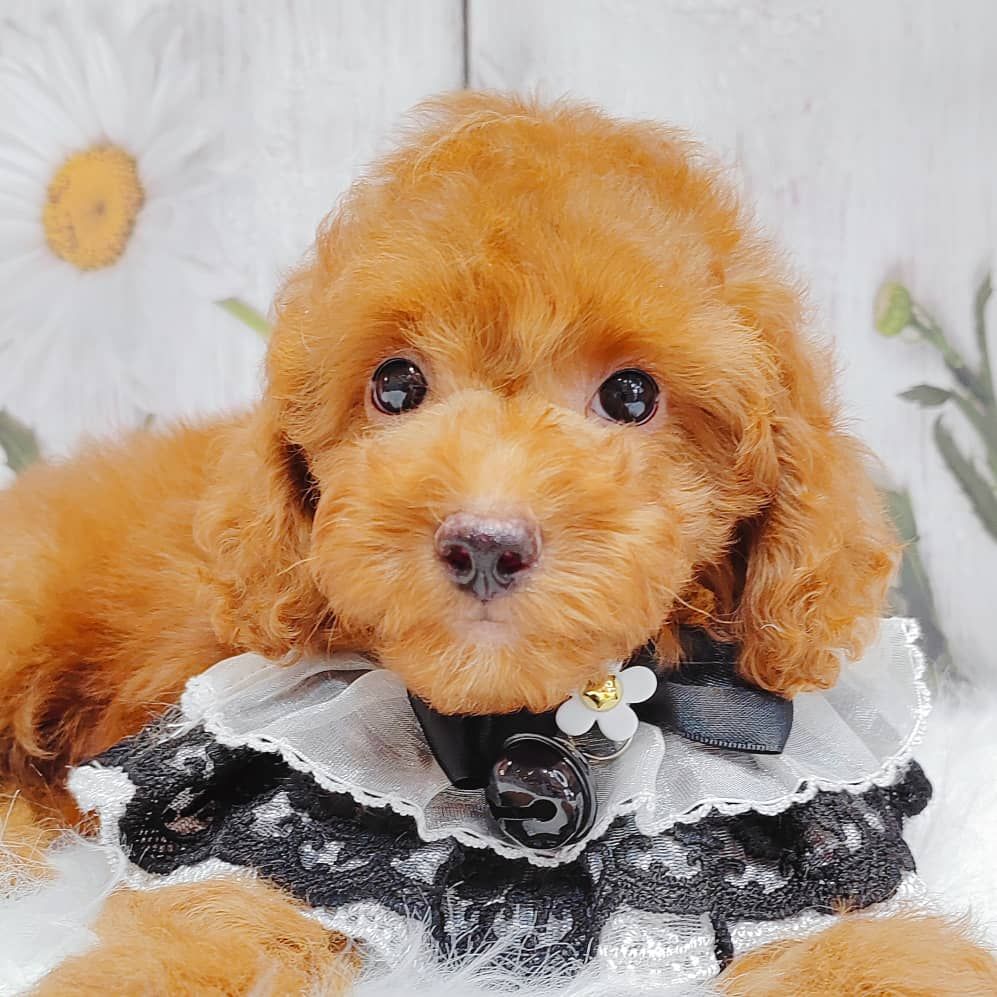 Poodle 娉拌开璐靛