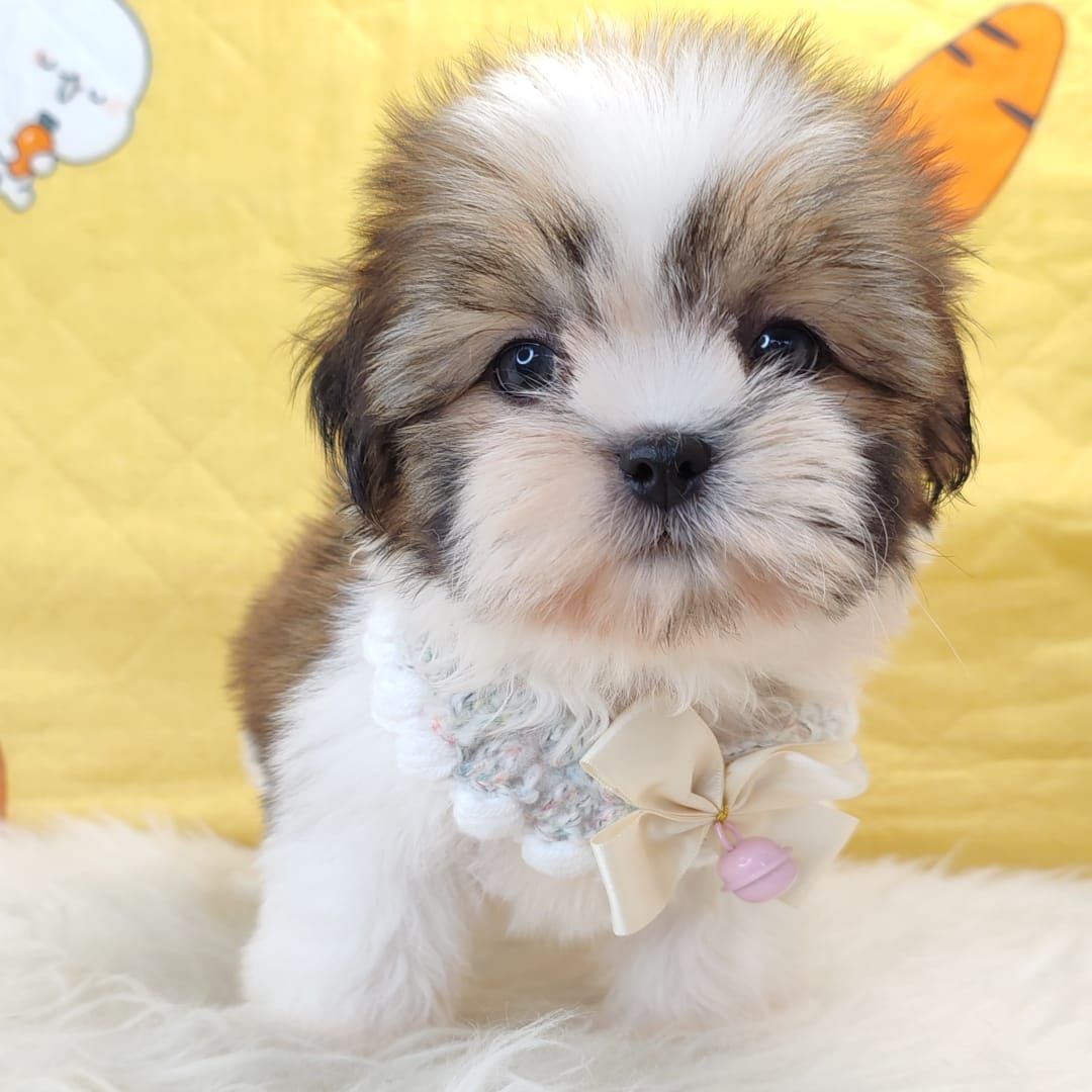 Shih Tzu 西施