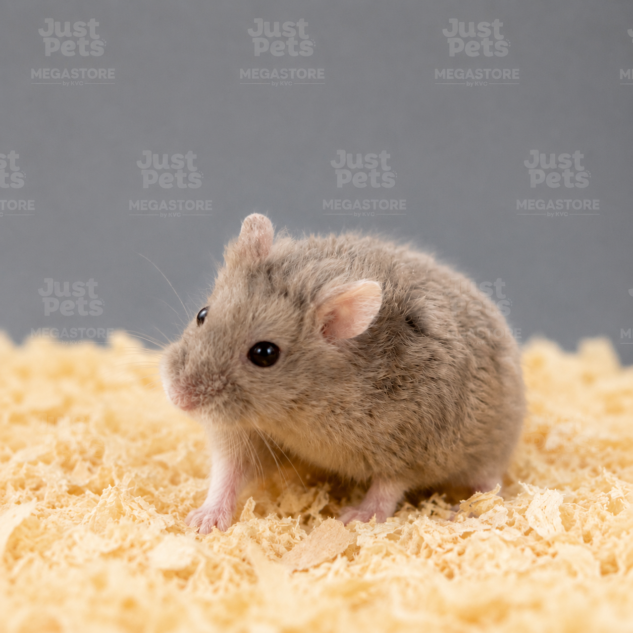 CAMPBELL  REX