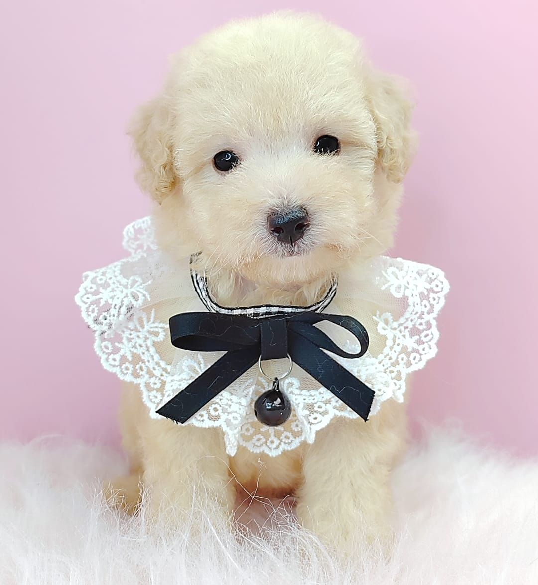 Poodle 娉拌开璐靛