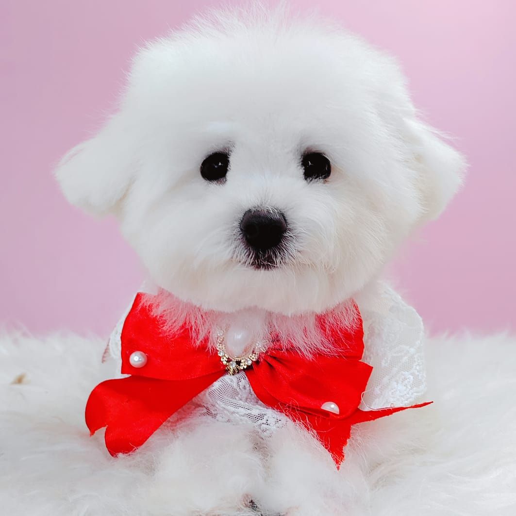 Maltipoo 马尔泰迪