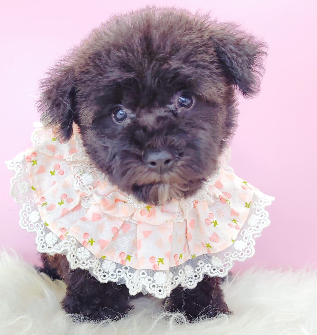 Poodle 娉拌开璐靛