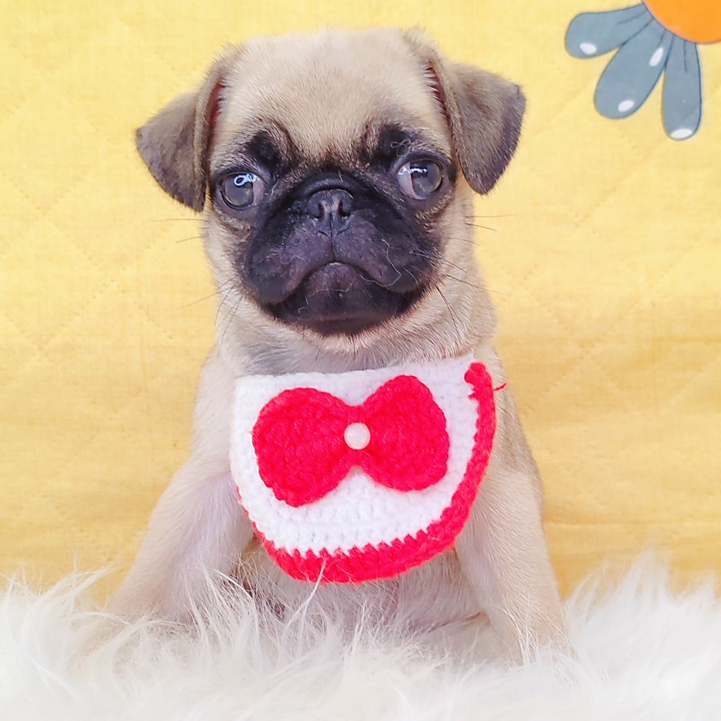Pug 巴哥